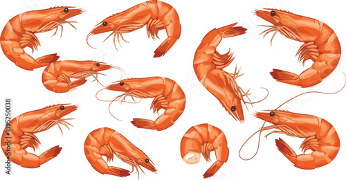 Set of shrimp and prawns in various poses including curled and whole seafood vector illustrations isolated