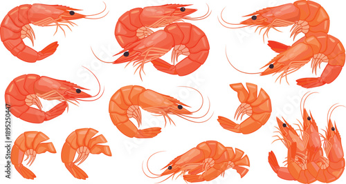 Set of shrimp and prawn illustrations including whole curled and grouped seafood vector icons isolated
