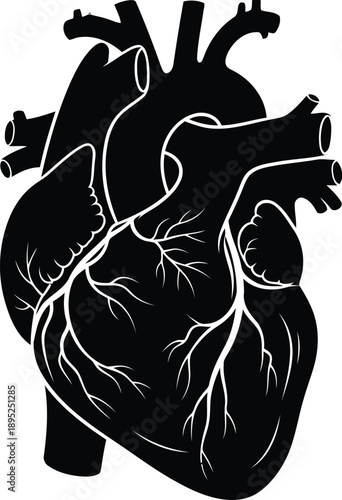 Human heart anatomical drawing with veins and arteries for medical education and healthcare science research illustration