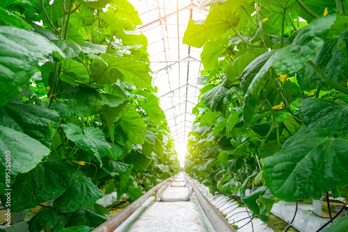Healthy green cucumber plants grow in long, organized rows within a commercial greenhouse. Bright natural sunlight illuminates the vibrant foliage and clear roof.