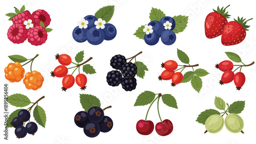 Diverse collection of realistic berry illustrations including raspberries strawberries blueberries and cherries with green leaves.