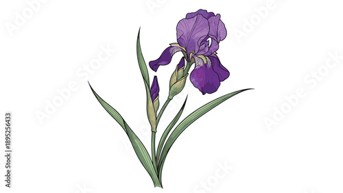 Elegant hand drawn purple iris flower with long green leaves and stems on plain white background for botanical art.