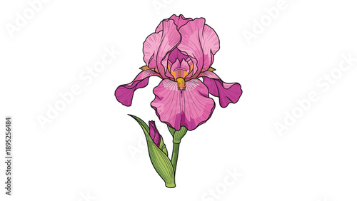 Elegant hand drawn pink iris flower with green leaves and stems on white background for botanical design and art.