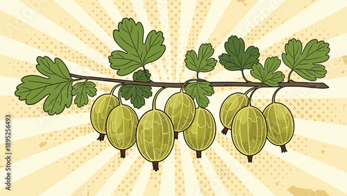 Pop art style illustration of a gooseberry branch with green berries and leaves on retro sunburst background.
