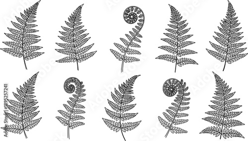Fern fronds silhouettes vector illustration, botanical foliage design, black plant artwork, decorative nature template, educational cartoon concept for greenery and morphology