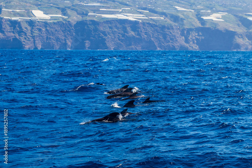 Εκτύπωση καμβά Group of the short-finned pilot whales (Globicephala macrorhynchus) in the Atlan