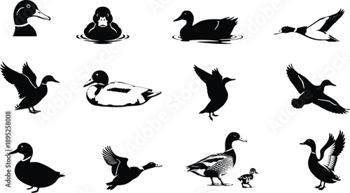 Mallard Duck Silhouette Collection Minimal Wildlife Bird Vector,  Waterfowl Bird Illustration