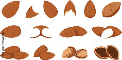 Almond nut illustration set with whole cracked shelled and sliced kernels isolated