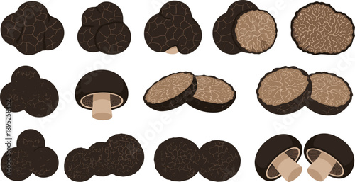 Black truffle mushroom illustration set with whole and sliced gourmet fungi isolated on white