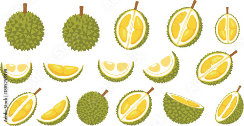 Durian fruit illustration set with whole and sliced tropical pieces isolated on white background