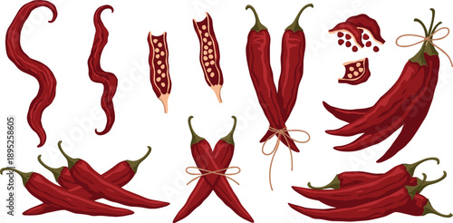 Red chili pepper illustration set with whole sliced tied and spicy vegetable elements isolated