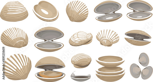 Clam shell illustration set with open and closed seashells pearl oyster marine elements