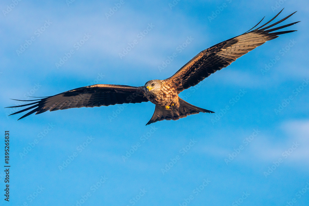 Fototapeta premium Red kite (Milvus milvus) flying against blue sky in Spain