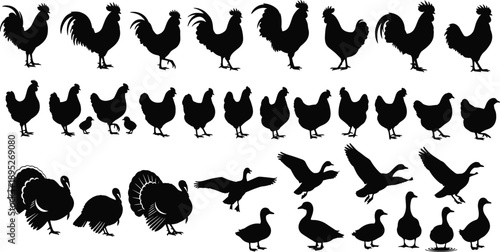 Black poultry silhouettes collection featuring rooster, hen, chicken, turkey, duck, and goose icons isolated on white background for farm design elements