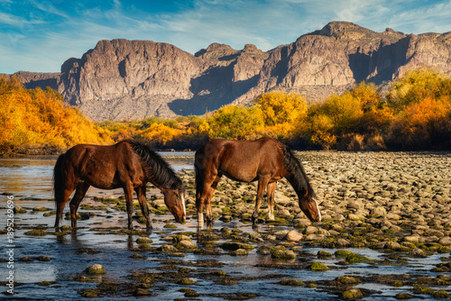 Salt River Wild Horses