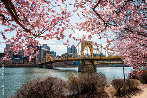 Foto Blooming Cherry Blossoms in Pittsburgh