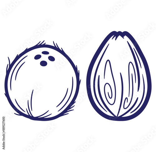 Hand Drawn Coconut Whole and Halved Illustration tropical