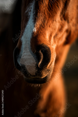 horse muzzle snout close up detail shot