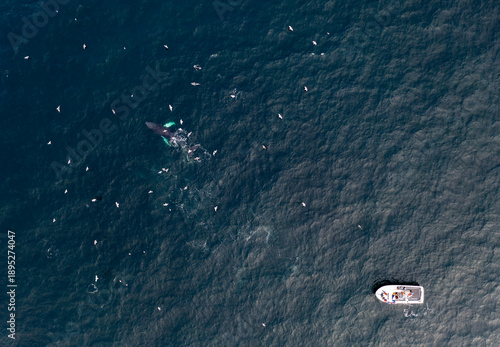 Two Humpback Whales, Megaptera novaeangliae, followed by a boat in Donegal Bay, Ireland