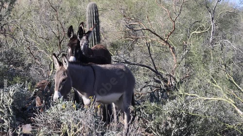 Wild burros in the Arizona Desert in Winter