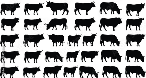 Bull silhouette illustration collection featuring thirty unique animal poses, horn variations, standing, walking, sitting stances, wildlife vector artwork set for design and education