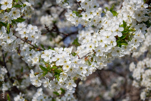 A bunch of white flowers on a tree branch