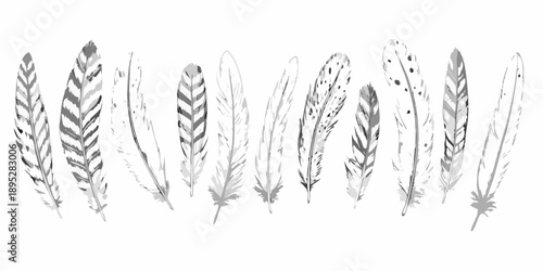 A collection of various feathers arranged in a horizontal line