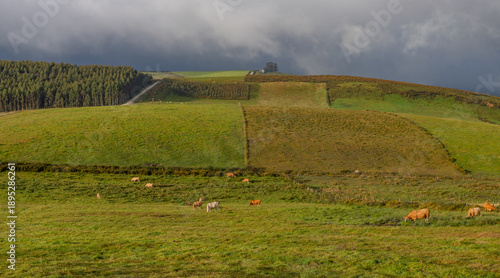 Green pastures with grazing cows