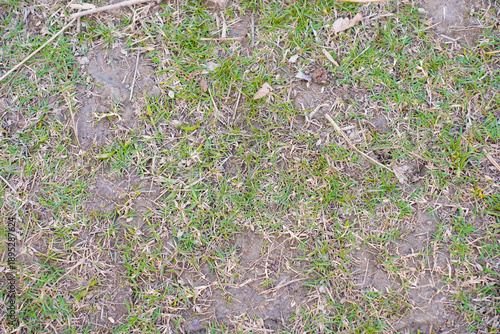 Obraz na plátne close up of patchy grass and soil