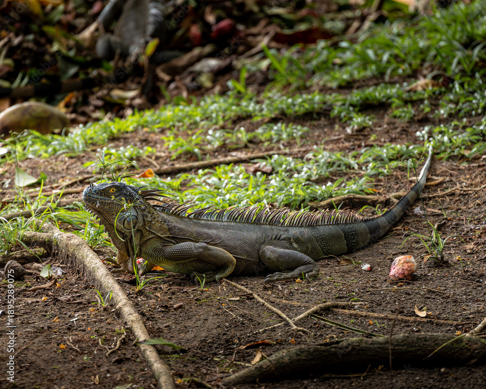 Obraz premium iguana on the ground