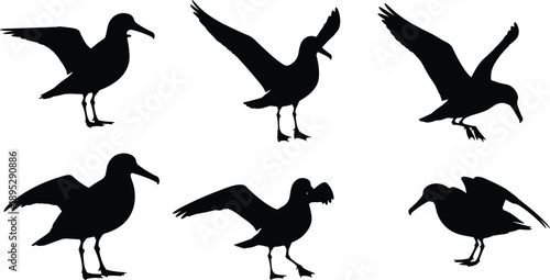 Set of albatross silhouettes in various poses including flying with wings spread and standing isolated on white background for design