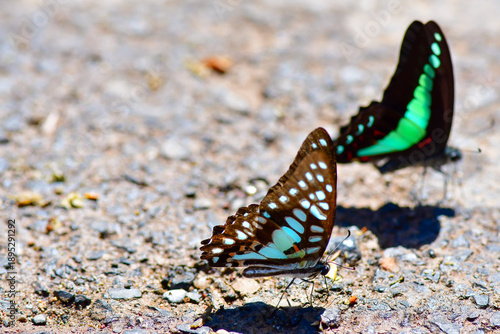 butterfly on the ground