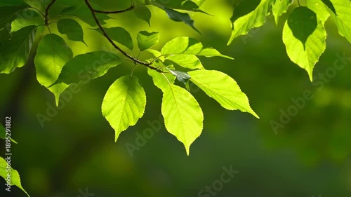 Green Leaves on Branch in Forest.