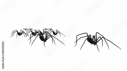 spider on a white background or in mud running faslty 