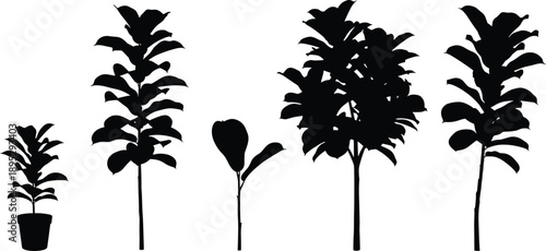 Set of black silhouettes of tall Fiddle Leaf Fig trees with slender trunks and large leaves isolated on white background, architecture