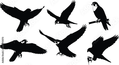 Set of falcon silhouettes in various flight poses including diving soaring and perching isolated on white background for wildlife designs