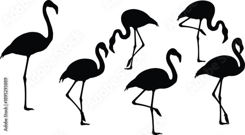 Set of flamingo silhouettes in various poses including standing walking and grazing isolated on white background for wildlife and nature design