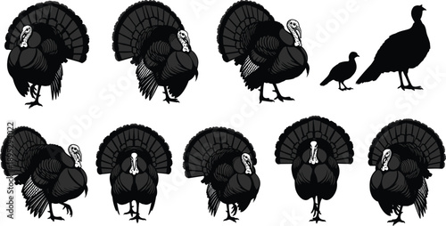 Set of black turkey silhouettes with fan tail display poses and bird shapes, isolated on white background, perfect for Thanksgiving and farm design