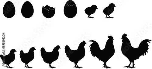 Chicken life cycle silhouettes, egg to chick to rooster growth stages, poultry farming concept, animal development illustration design