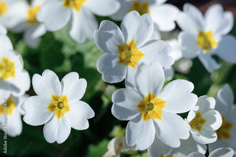 Naklejka premium White Primroses Blooming in Soft Spring Sunlight