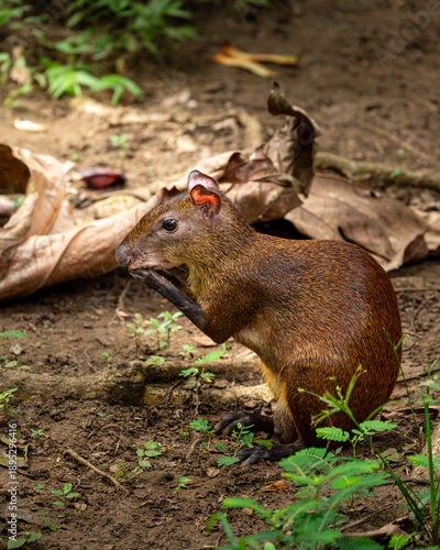 Fotografie agouti in de woods