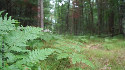 Farn im Wald