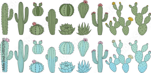 Colorful cactus collection vector illustration featuring different succulent species, desert plants and floral elements