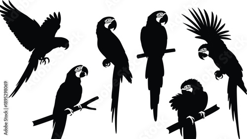 Set of macaw parrot silhouettes in various poses including flying and perching on branches isolated on white background for tropical designs