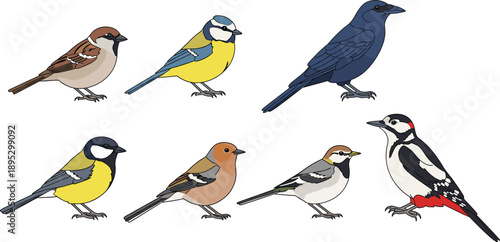 Collection of Detailed Bird Icons Featuring Various Species Like Sparrow Blue Tit Great Tit Woodpecker Crow and Chaffinch in Flat Vector Illustration Set.