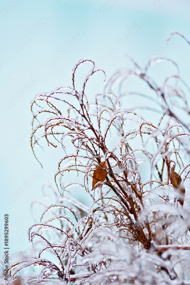 Obraz premium Winter Frost on Branches for Climate and Nature Themes. Close-up of tree branches encased in ice with visible icicles, caused by a winter ice storm and freezing rain