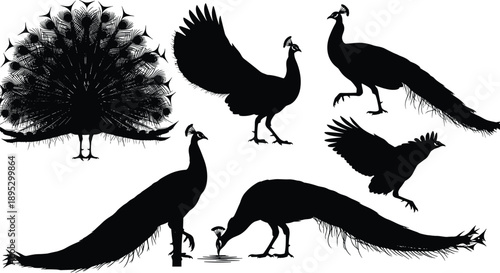 Set of peacock silhouettes in various poses including displaying tail feathers walking and drinking water isolated on white background for design