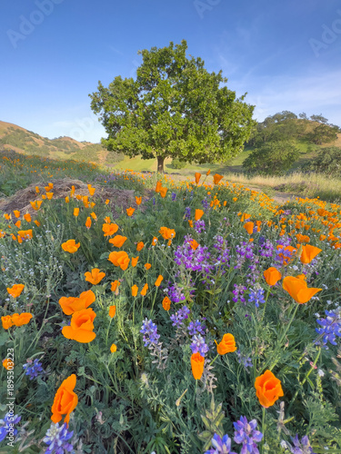 Fotografija California poppies and lupine fill the frame on a colorful spring day in Norther