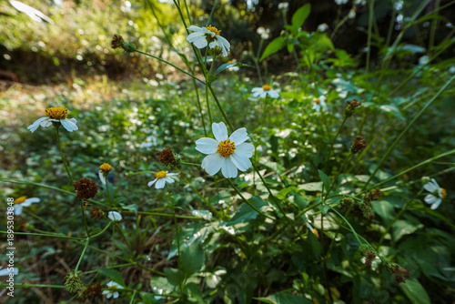 Obraz na plátně The Lone Star of the Meadow