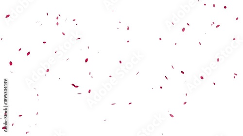 spring cherry blossom petals flying effect, alpha channel loopable 4k.